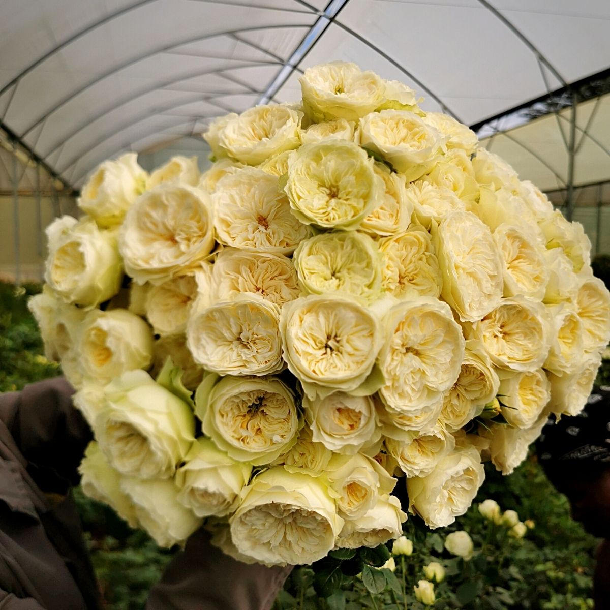 Sian Flowers packed-at-source bouquets