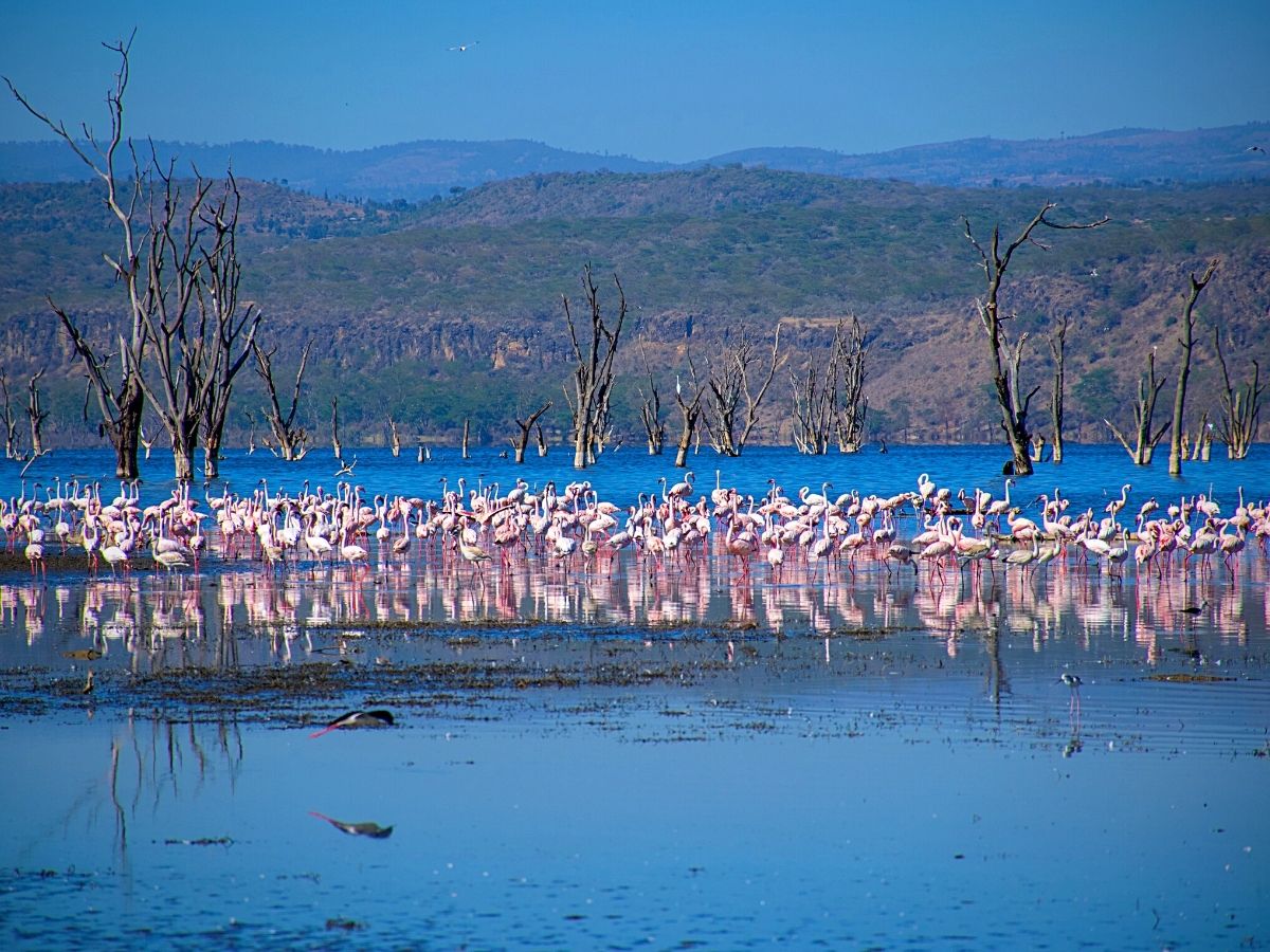 Kenya Flower Safaris