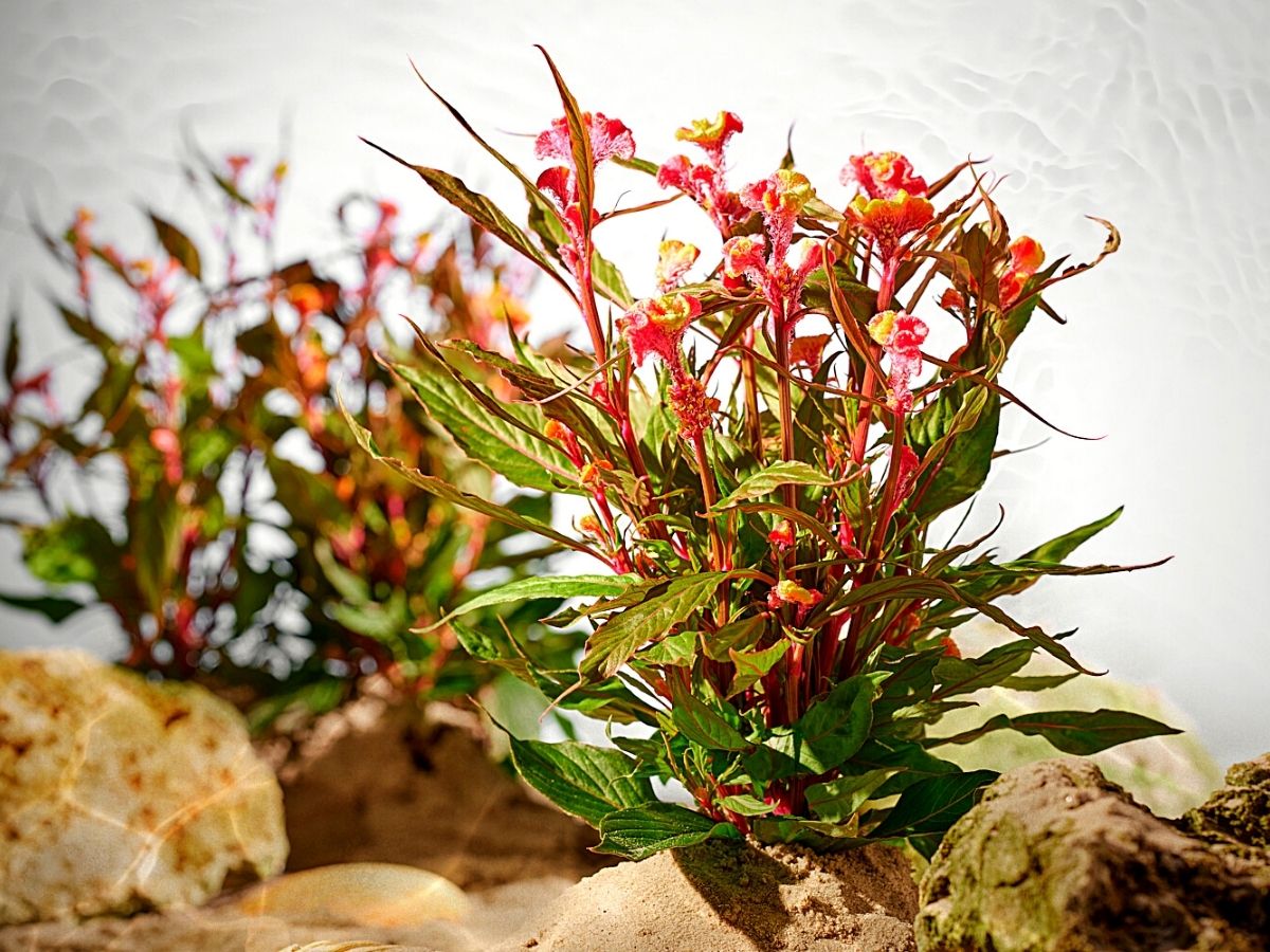 Royal Van Zanten’s Celosia Coral Reef Is a Floral Masterpiece From the Ocean Depths