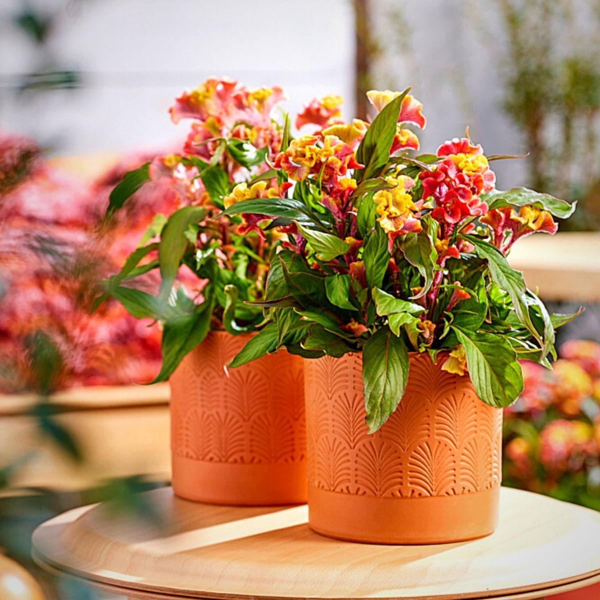 Royal Van Zanten’s Celosia Coral Reef Is a Floral Masterpiece From the Ocean Depths