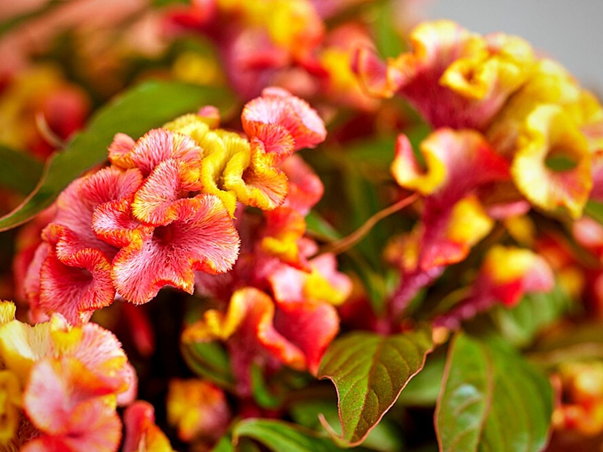 Royal Van Zanten’s Celosia Coral Reef Is a Floral Masterpiece From the Ocean Depths