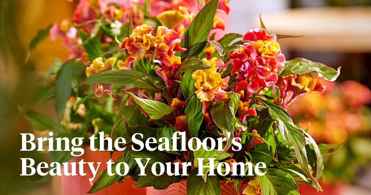 Celosia Coral Reef brings the mysterious beauty of the undersea into your home