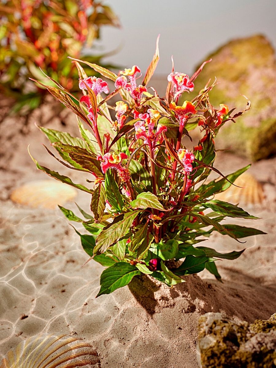 Royal Van Zanten’s Celosia Coral Reef Is a Floral Masterpiece From the Ocean Depths