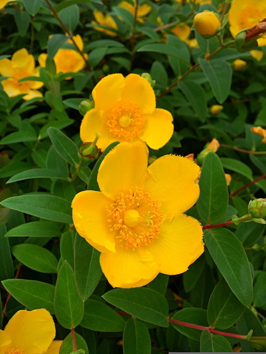 The True Charm of Hypericum Flower Also Known as St John's Wort