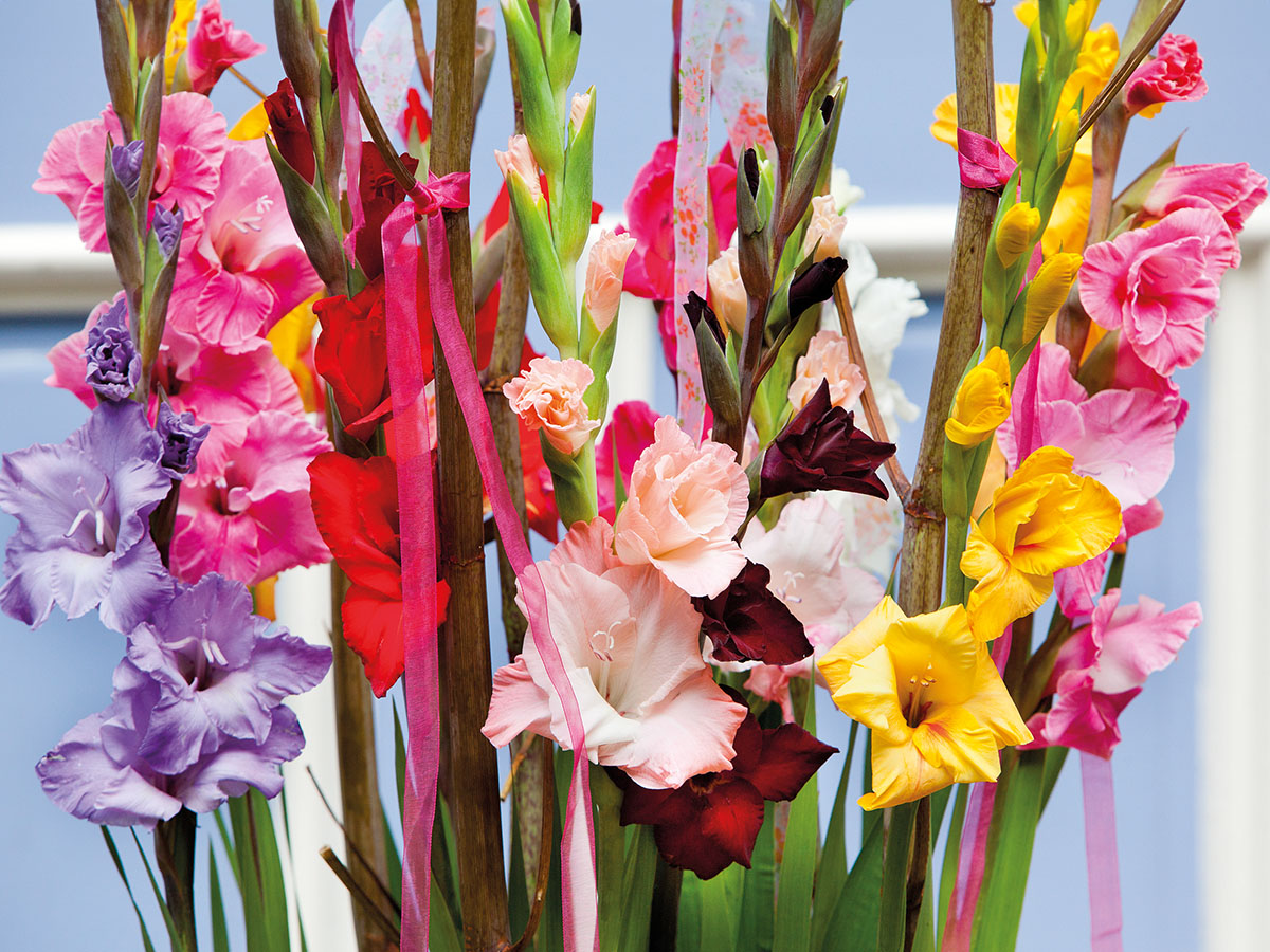 Gladioli August Birth Month