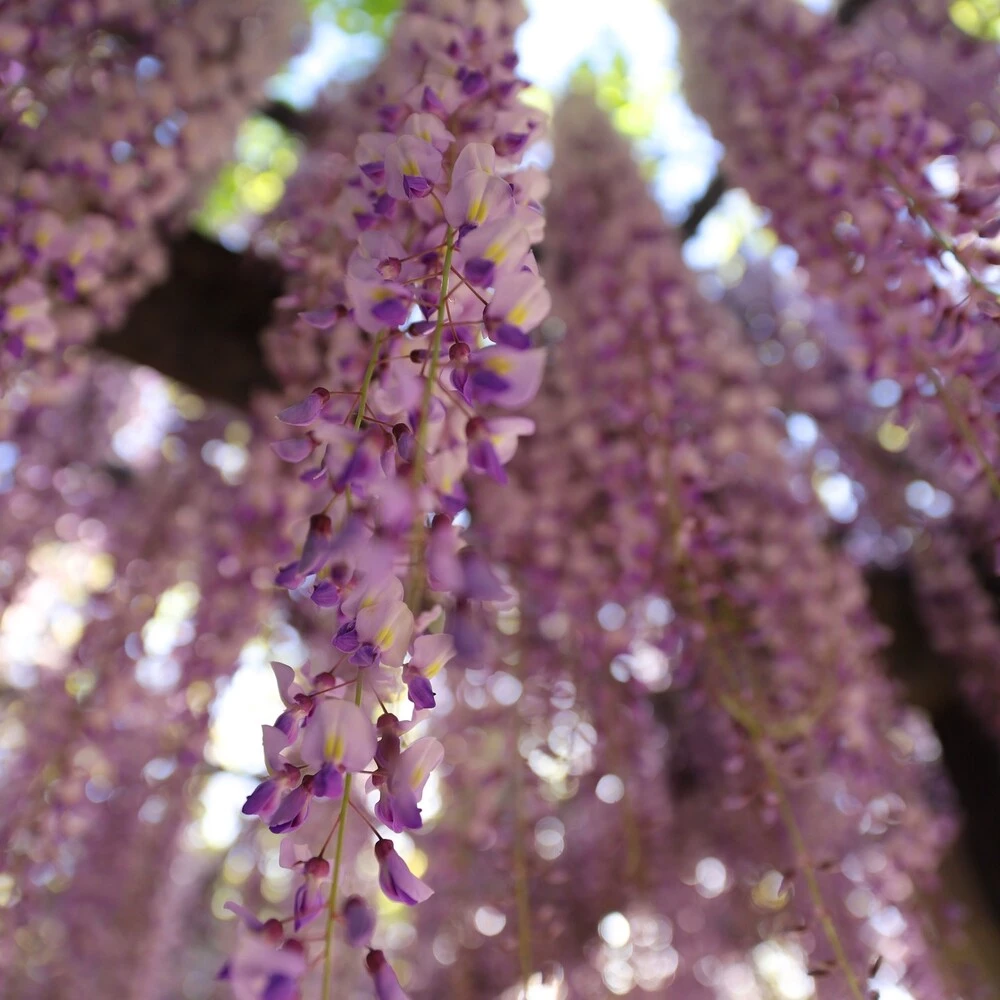 Wisteria Outdoor Flowering Plant