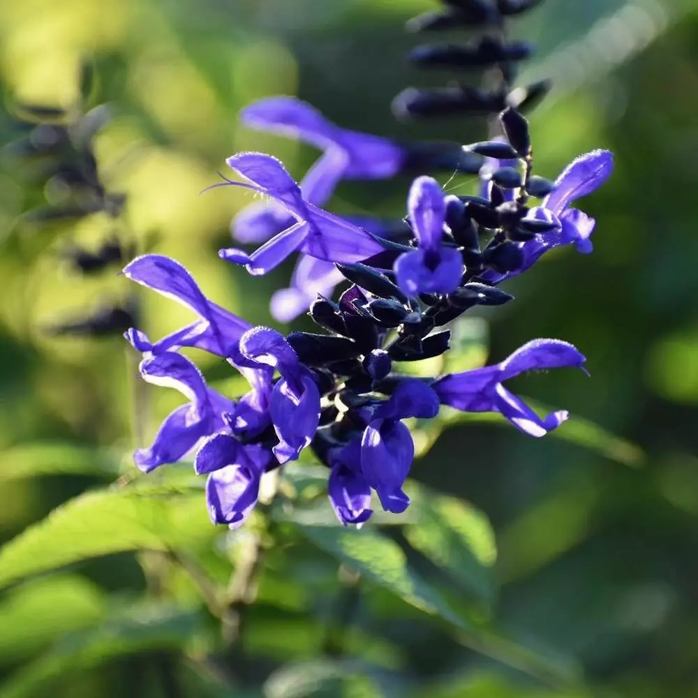 Salvia Outdoor Flowering Plant