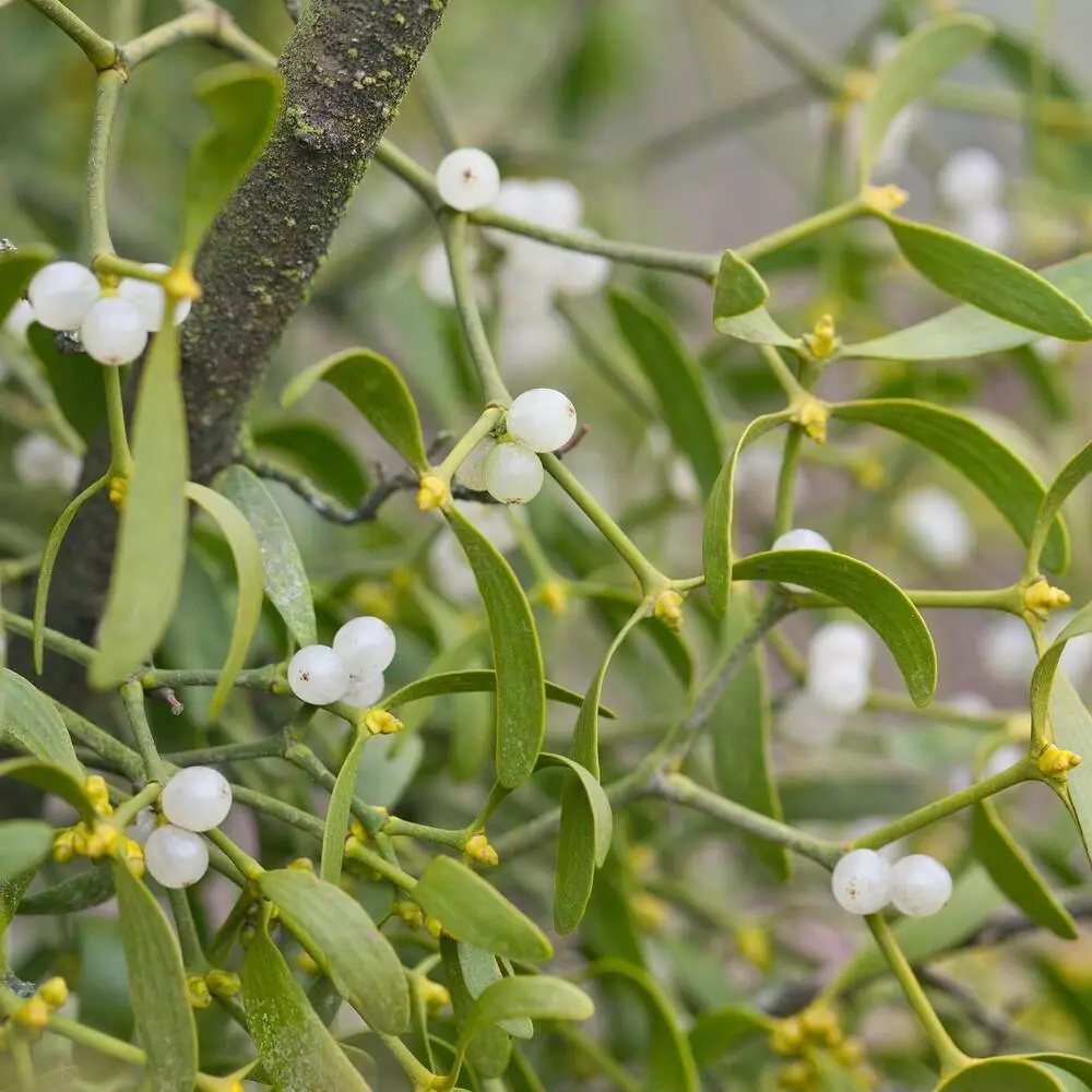 Mistletoe Outdoor Flowering plant 