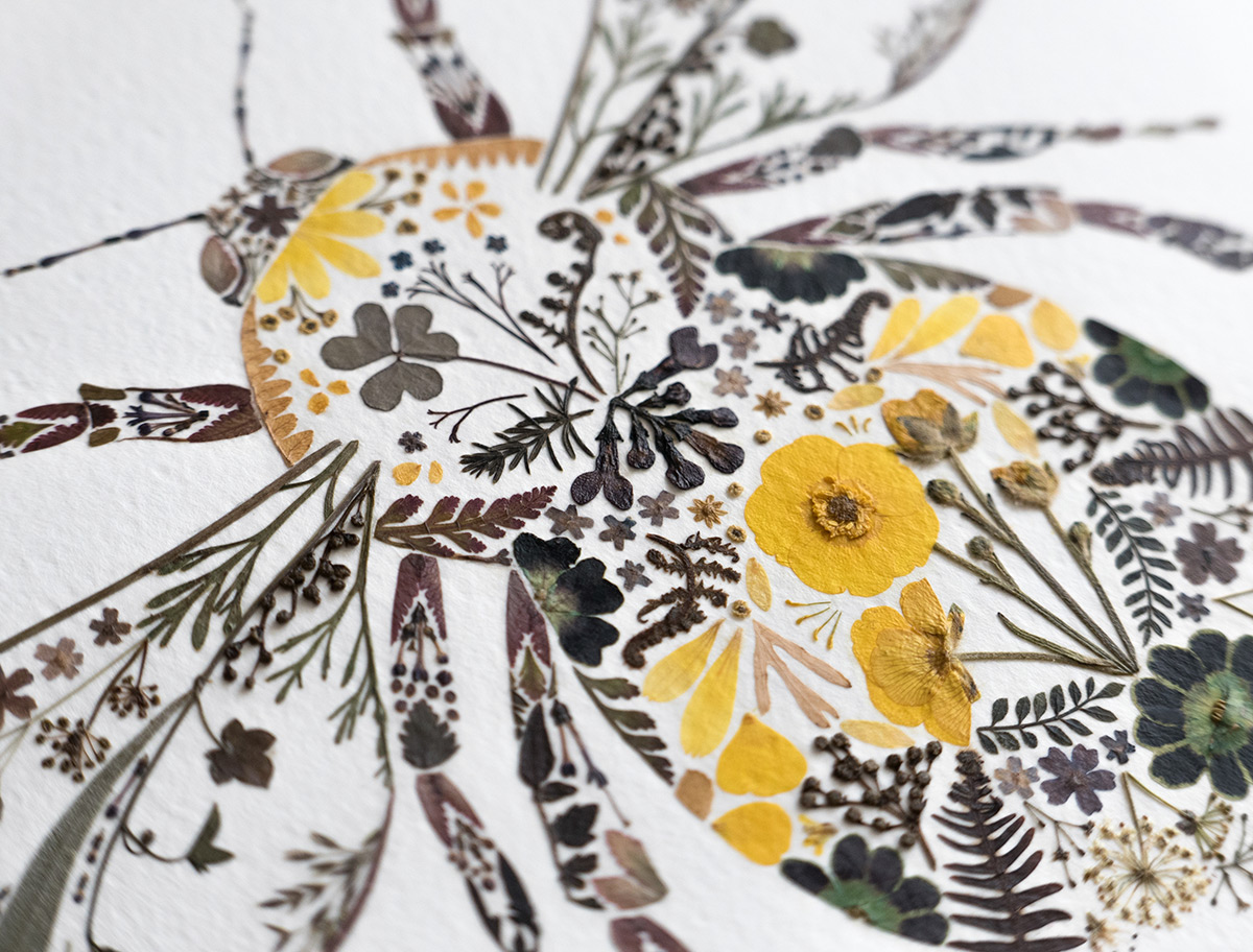 The Delicate Pressed Plant Artworks From Helen Ahpornsiri Pressed Flower Bug