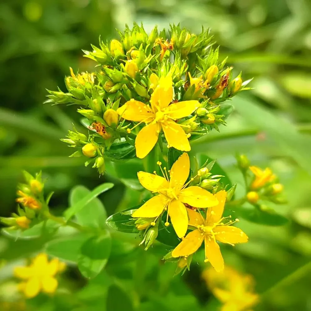 The True Charm of Hypericum Flower Also Known as St John's Wort