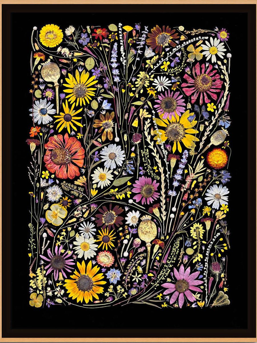 Colorful pressed flowers in black background