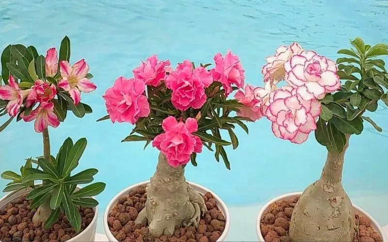 Desert Rose Plant
