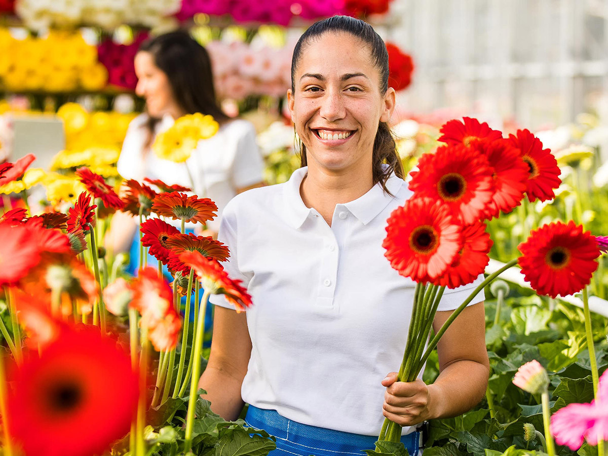 Gerbera breeding