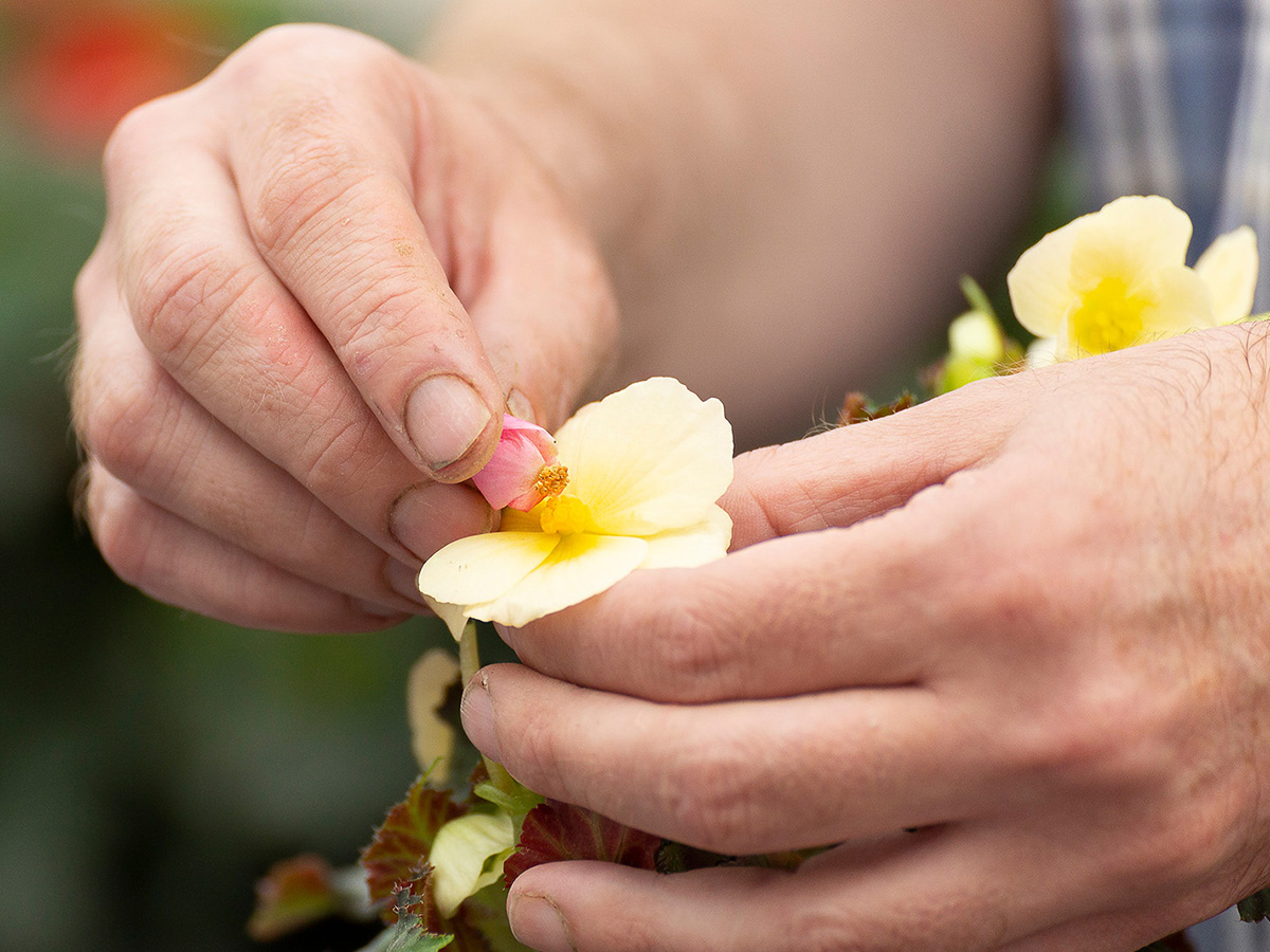 Breeding Koppe Begonia