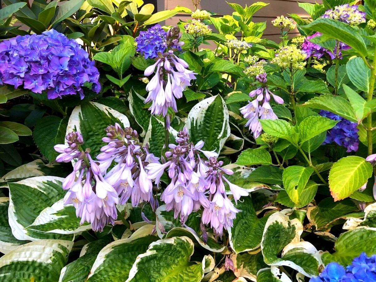 Hosta flowers in garden are allergy friendly