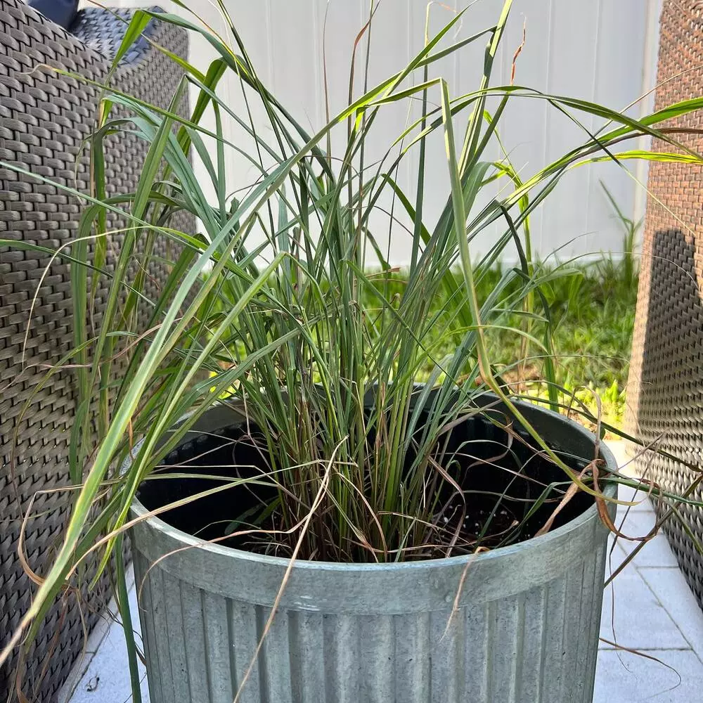 Lemongrass at Lowes