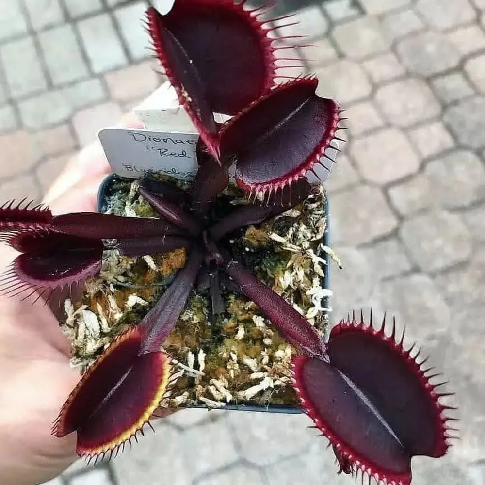 Small Venus Fly Traps Plant