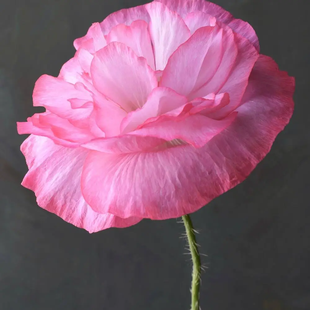 Poppy pink flower 