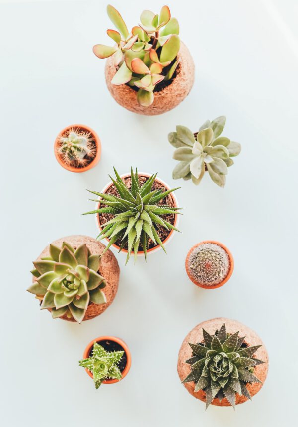 Succulent Care Guide - How to Care for Succulents potted succulents