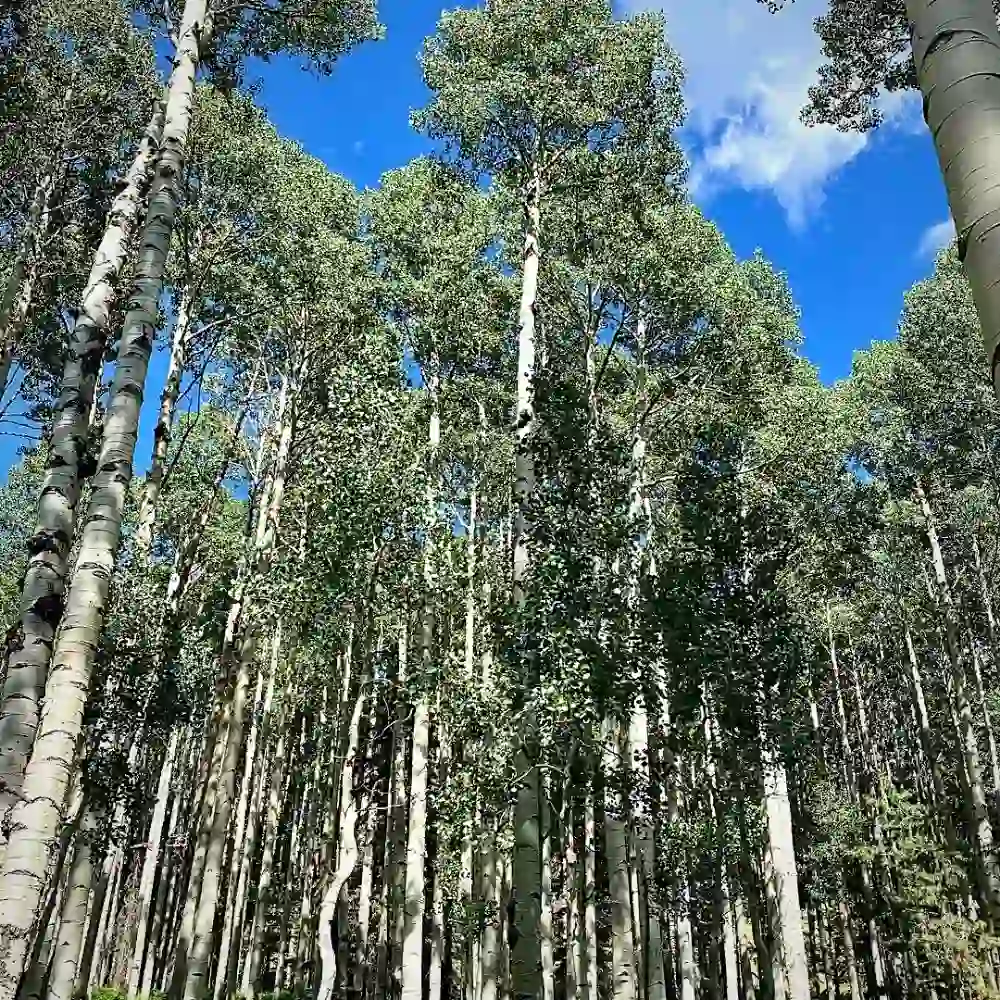 Aspen Tree