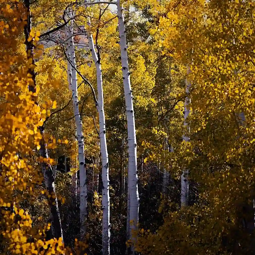 Aspen Trees