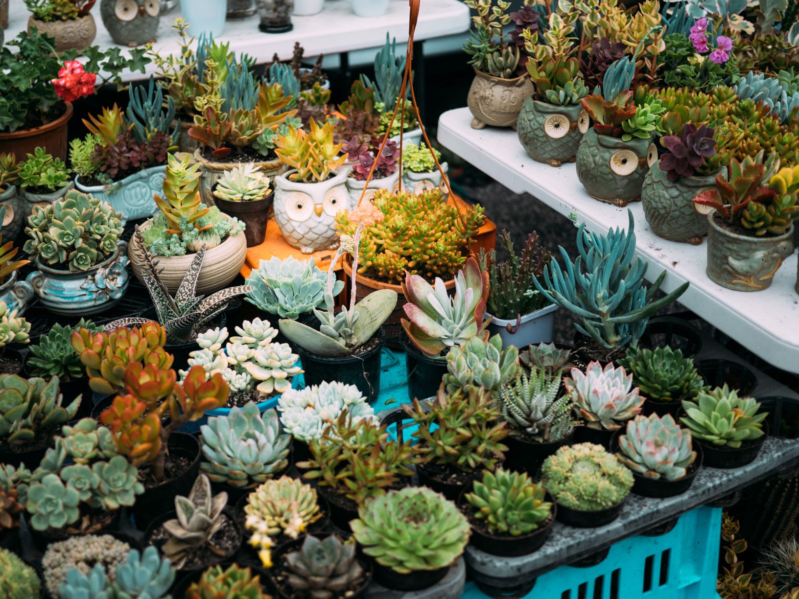 Succulent Care Guide - How to Care for Succulents Care Tips