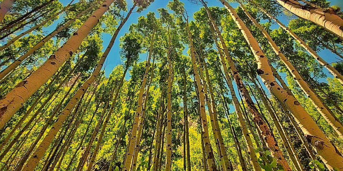 Aspen Trees