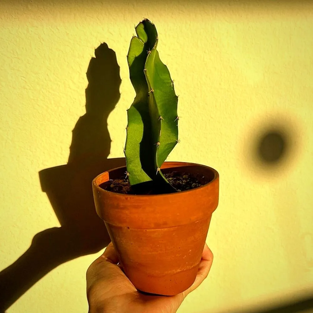 Dragon fruit plant