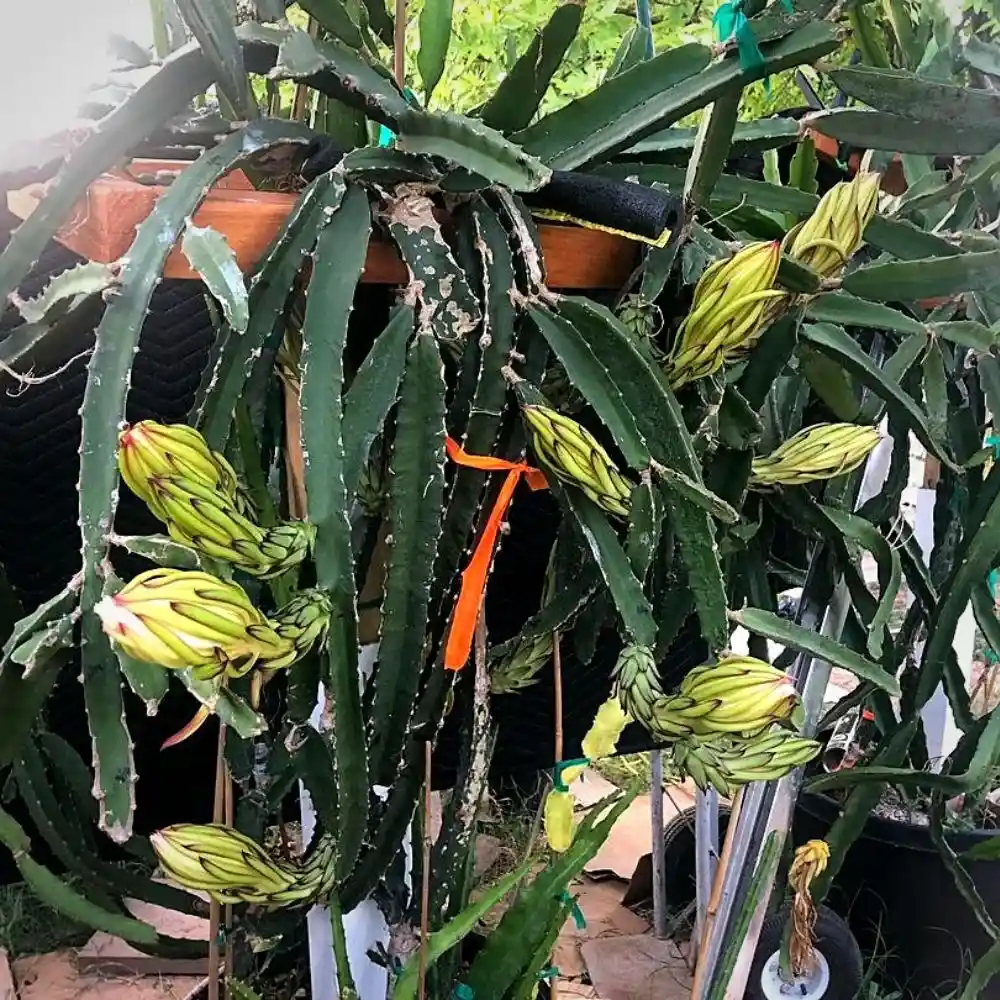 Dragon Fruit Plants