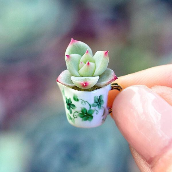 Tiny succulent via @suculentasmeigosas