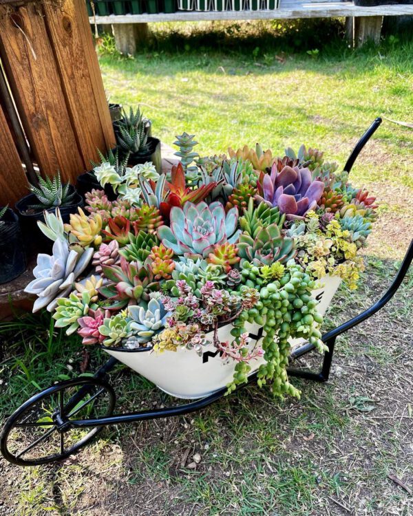 Succulent wheelbarrow
