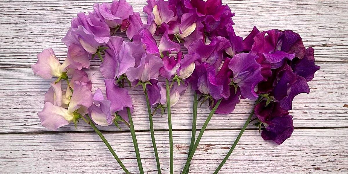 Sweet Pea Flower - Delicate and Fragrant Blossoms