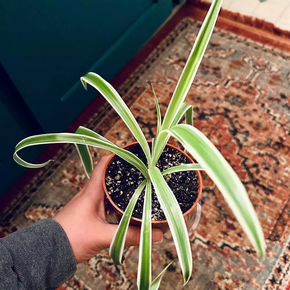 Spider plant for indoor space 