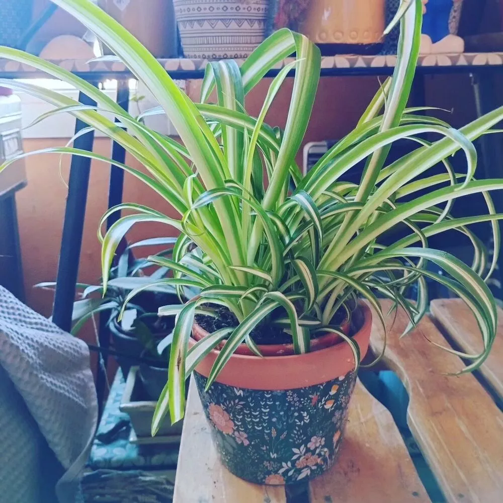 Spider plant on table space