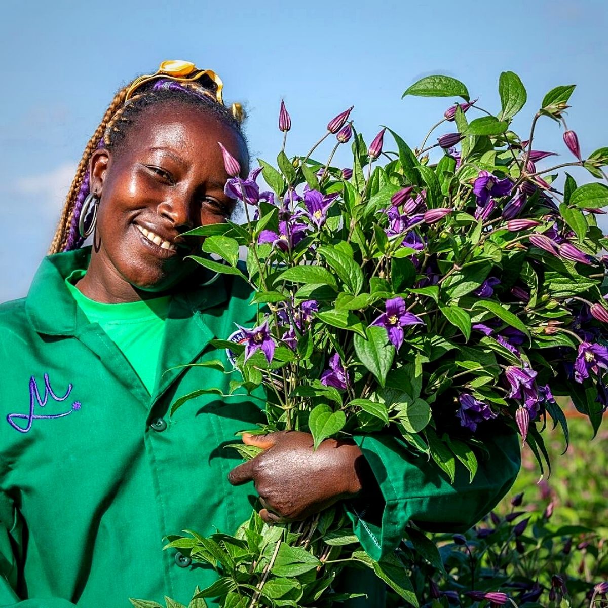 Kenya’s Trend of Summer Flowers Cultivation