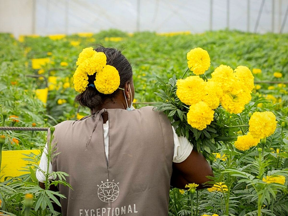 Summer Flower Cultivation