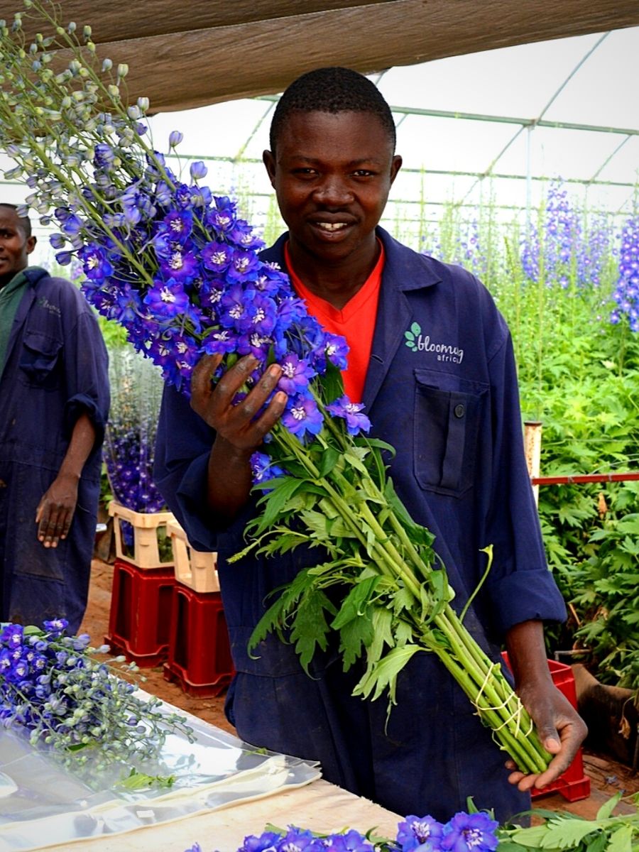 Kenya Summer Flowers Trends