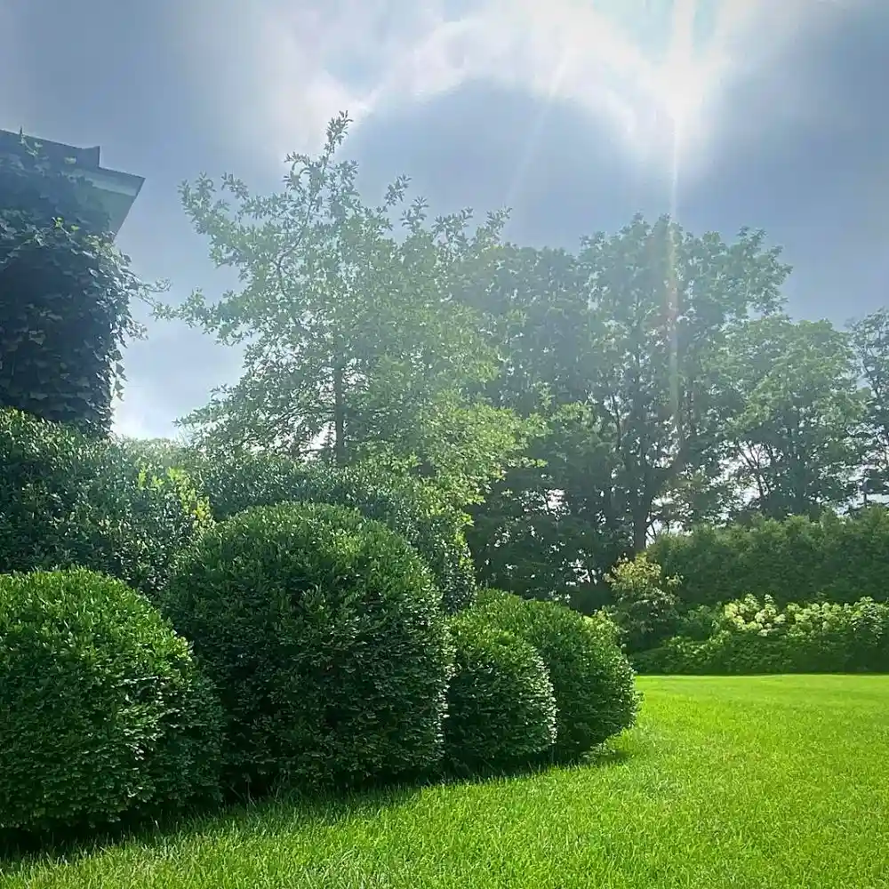 Boxwood shrubs 