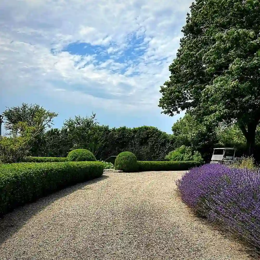 boxwood shrubs