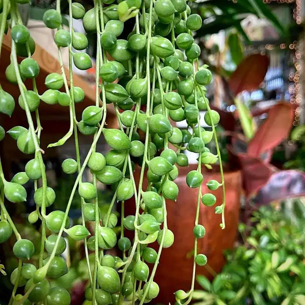 String of Pearls plant 