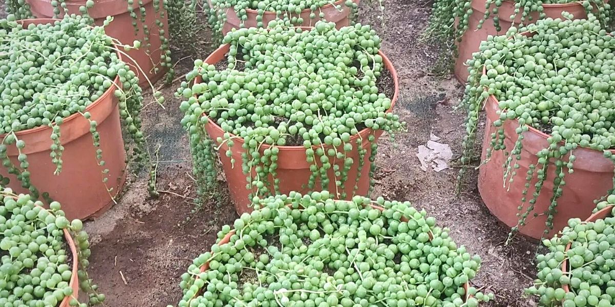 The String of Pearls Plant