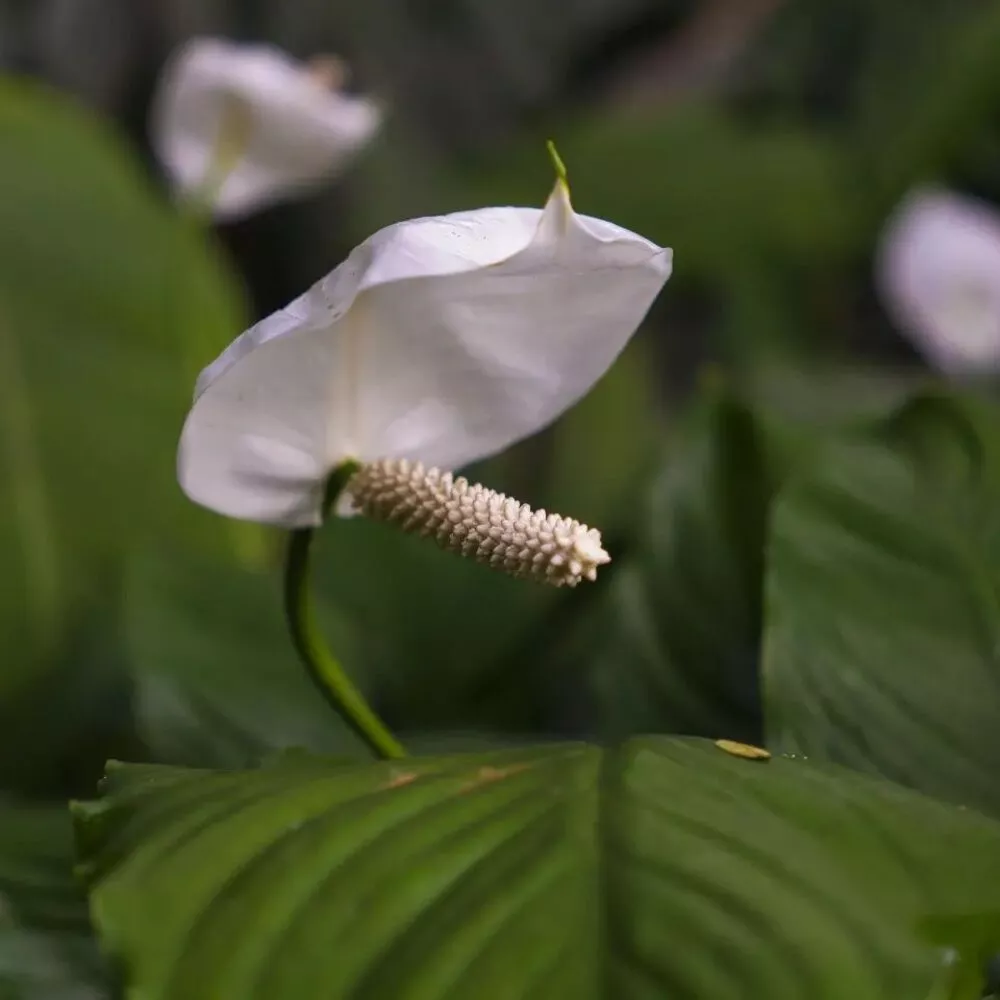 Peace lily for your indoor space