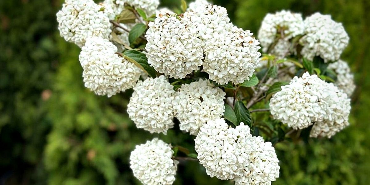 Viburnum flowers