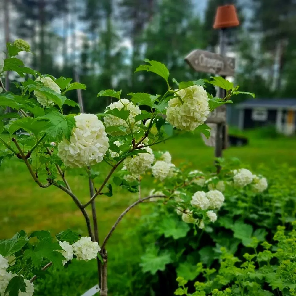 Viburnum plants and flowers