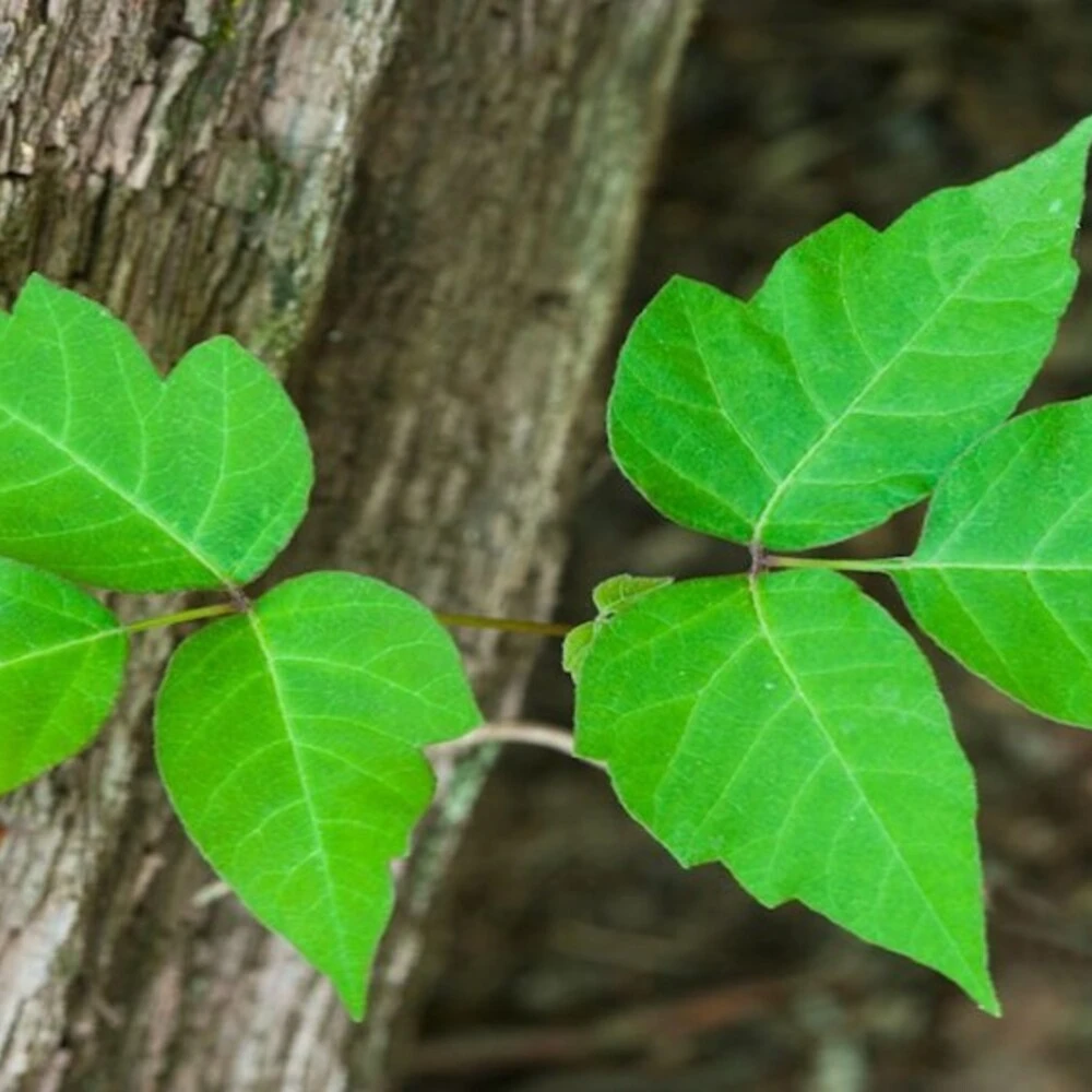 Leaf of Poison Sumac Plant 