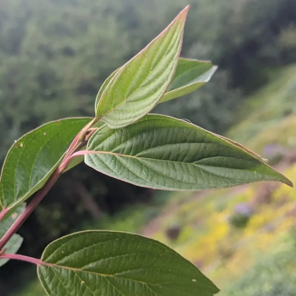 Poison ivy is the bane of our summer existence.