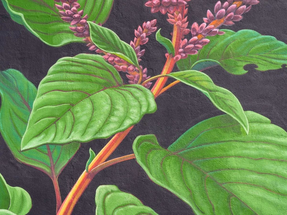 Mona Caron paints medicinal plants on Mumbai buildings