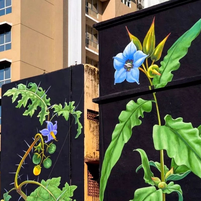 Two medicinal plants painted by Mona Caron