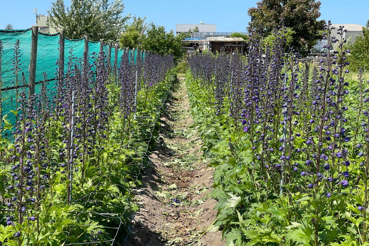 Nico Wigchert Delphinium