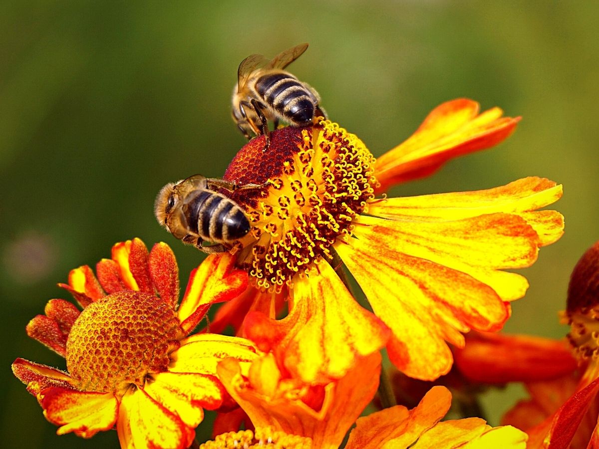 ​The Remarkable World Honey Bee Day